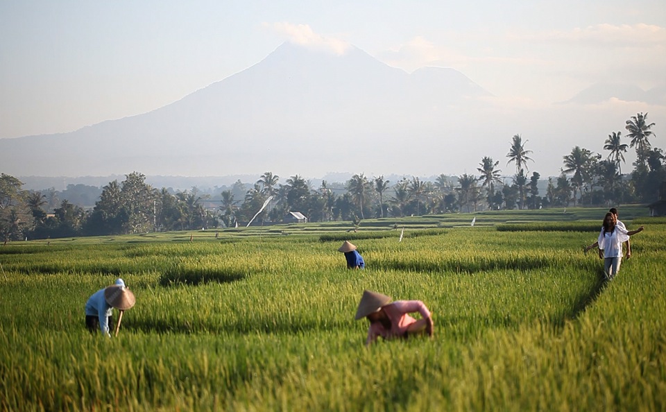 Paddy-field-and-Mount-Batukaru-in-the-horizon