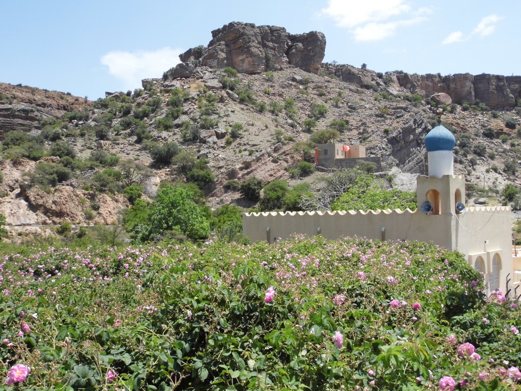 Mosque and  roses, Al Ain. The flowers are harvested each spring to create renowned rose water