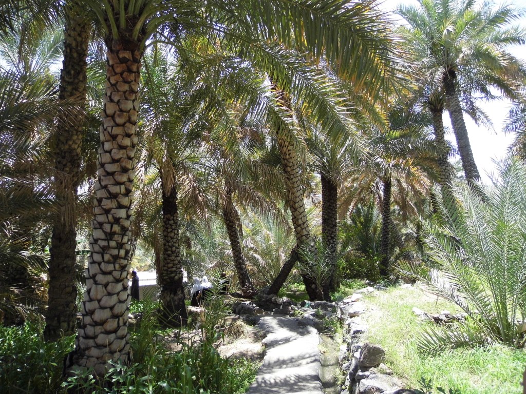 Date palms, Misfat oasis